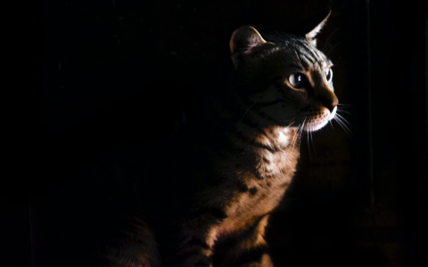 取英文名子技巧與建議 避免尷尬諧音 尋找適合自己的好聽名字