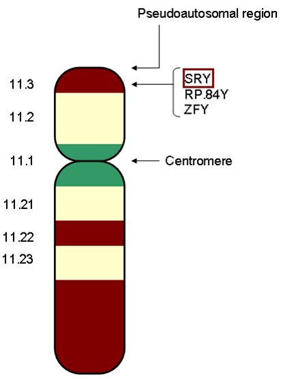 雙性人英文Intersex意思解析 性別光譜與相關醫學名詞介紹 雙性人英文Intersex意思解析 性別光譜與相關醫學名詞介紹